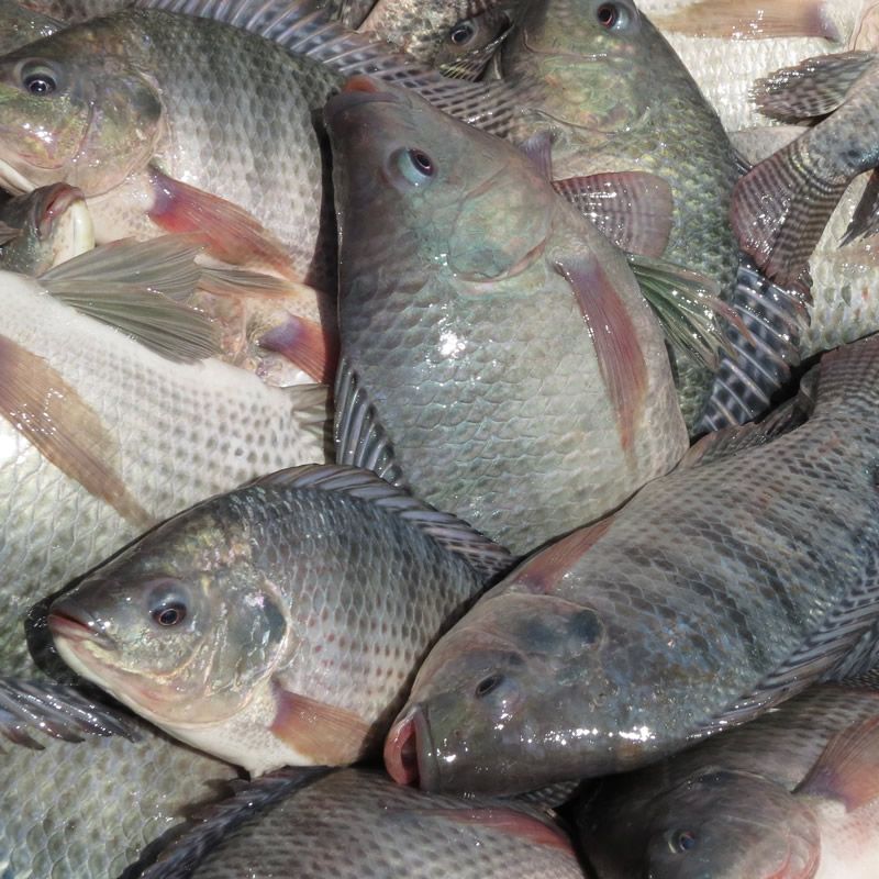 COMERCIALIZAÇÃO DE PEIXES